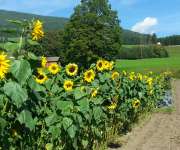Sonnenblumen1