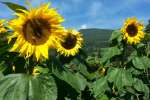 Sonnenblumen3